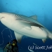 shark_bull_pdm_h_0016_mex0021.jpg